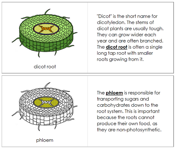 Parts of a Dicot Root Nomenclature Book - Montessori Print Shop Digital Download