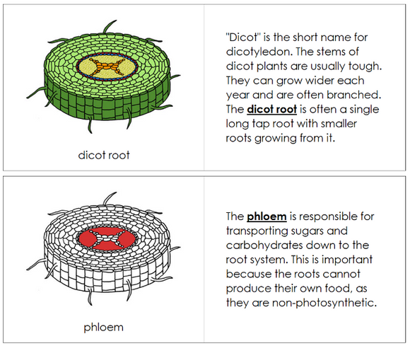 Parts of a Dicot Root Nomenclature Book (red) - Montessori Print Shop Digital Download