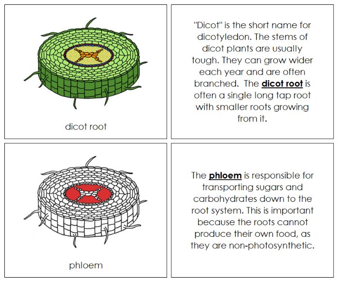 Parts of a Dicot Root Nomenclature Book (red) - Montessori Print Shop Digital Download