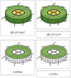 Dicot Root Nomenclature 3-Part Cards - Montessori Print Shop