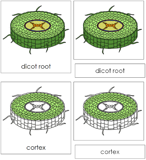 Dicot Root Nomenclature 3-Part Cards - Montessori Print Shop