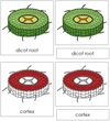 Dicot Root Nomenclature 3-Part Cards (red) - Montessori Print Shop