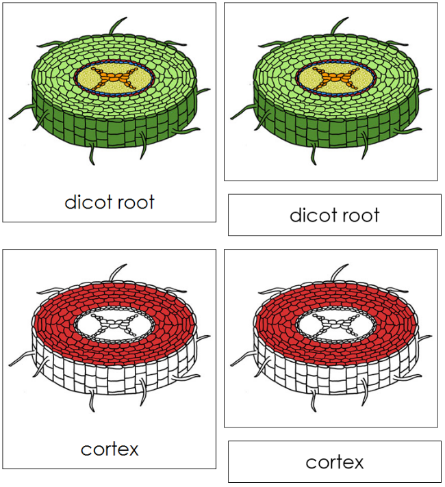 Dicot Root Nomenclature 3-Part Cards (red) - Montessori Print Shop Digital Download