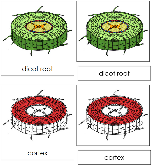 Dicot Root Nomenclature Cards (red) - Montessori Print Shop