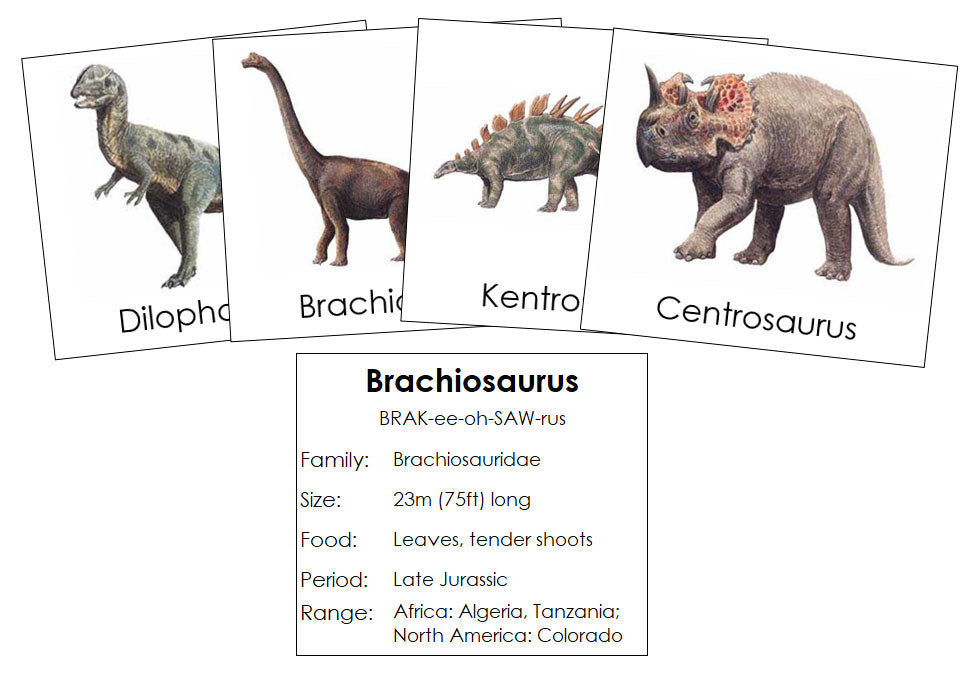 Dinosaurs Set 1 - Montessori Print Shop Digital Download Science Cards