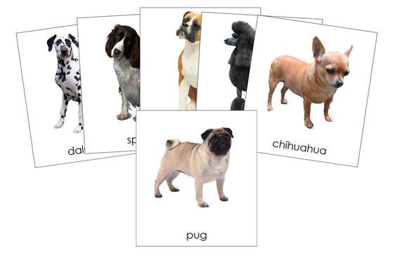 Types of Dogs 3-Part Cards - Montessori Print Shop Digital Download