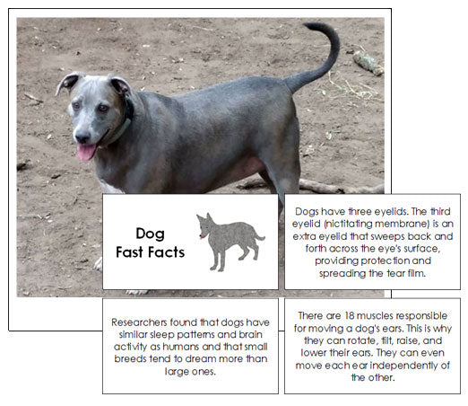 Dog Fast Facts & Pictures - Montessori Print Shop