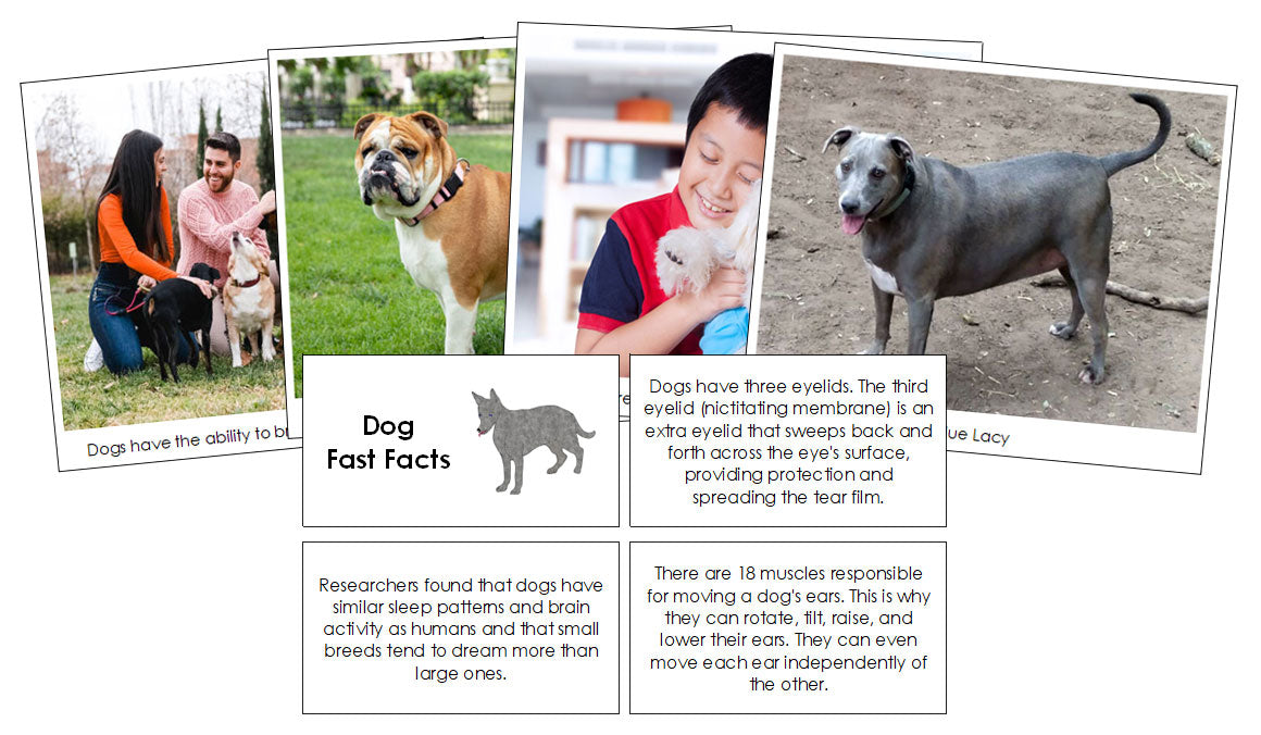 Dog Fast Facts & Pictures - Montessori Print Shop Digital Download