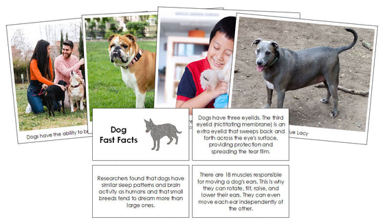 Dog Fast Facts & Pictures - Montessori Print Shop Digital Download