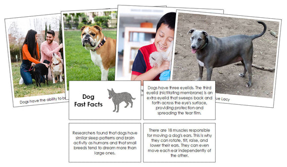 Dog Fast Facts & Pictures - Montessori Print Shop Digital Download