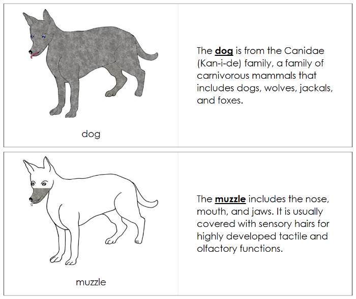 Parts of a Dog Nomenclature Book - Montessori Print Shop Digital Download