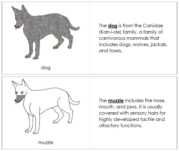 Parts of a Dog Nomenclature Book - Montessori Print Shop Digital Download