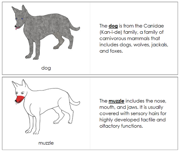 Parts of a Dog Nomenclature Book (red) - Montessori Print Shop Digital Download
