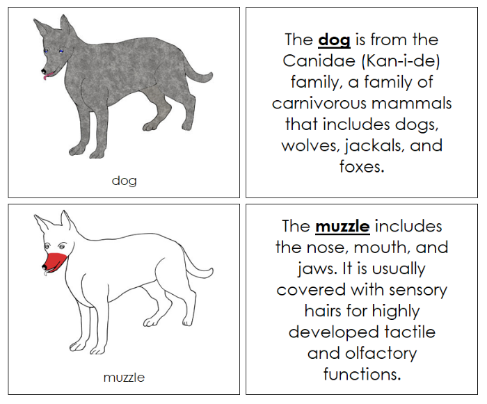 Parts of a Dog Nomenclature Book (red) - Montessori Print Shop Digital Download