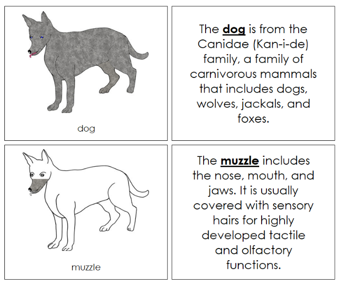 Parts of a Dog Nomenclature Book - Montessori Print Shop Digital Download