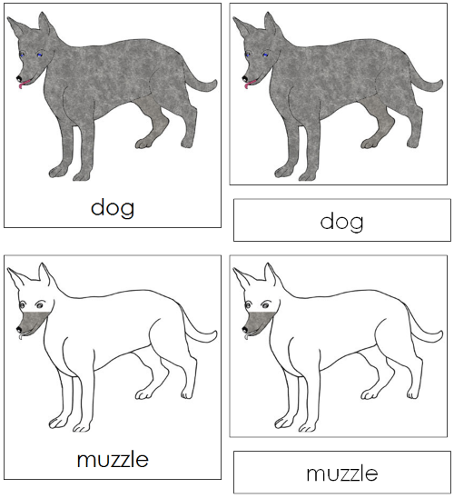 Dog Nomenclature 3-Part Cards - Montessori Print Shop