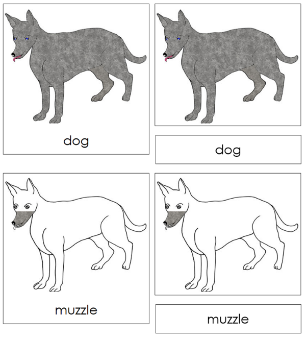 Parts of a Dog 3-Part Nomenclature Cards - Montessori Print Shop Digital Download