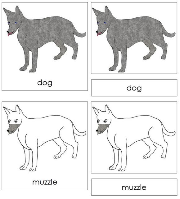 Parts of a Dog 3-Part Nomenclature Cards - Montessori Print Shop Digital Download