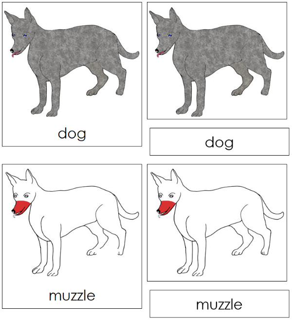 Parts of a Dog Nomenclature 3-Part Cards (red) - Montessori Print Shop Digital Download