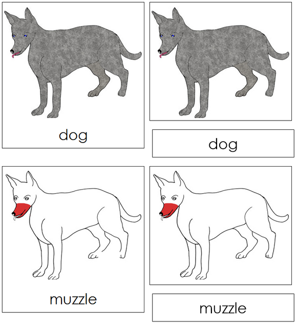 Dog Nomenclature Cards (red) - Montessori Print Shop