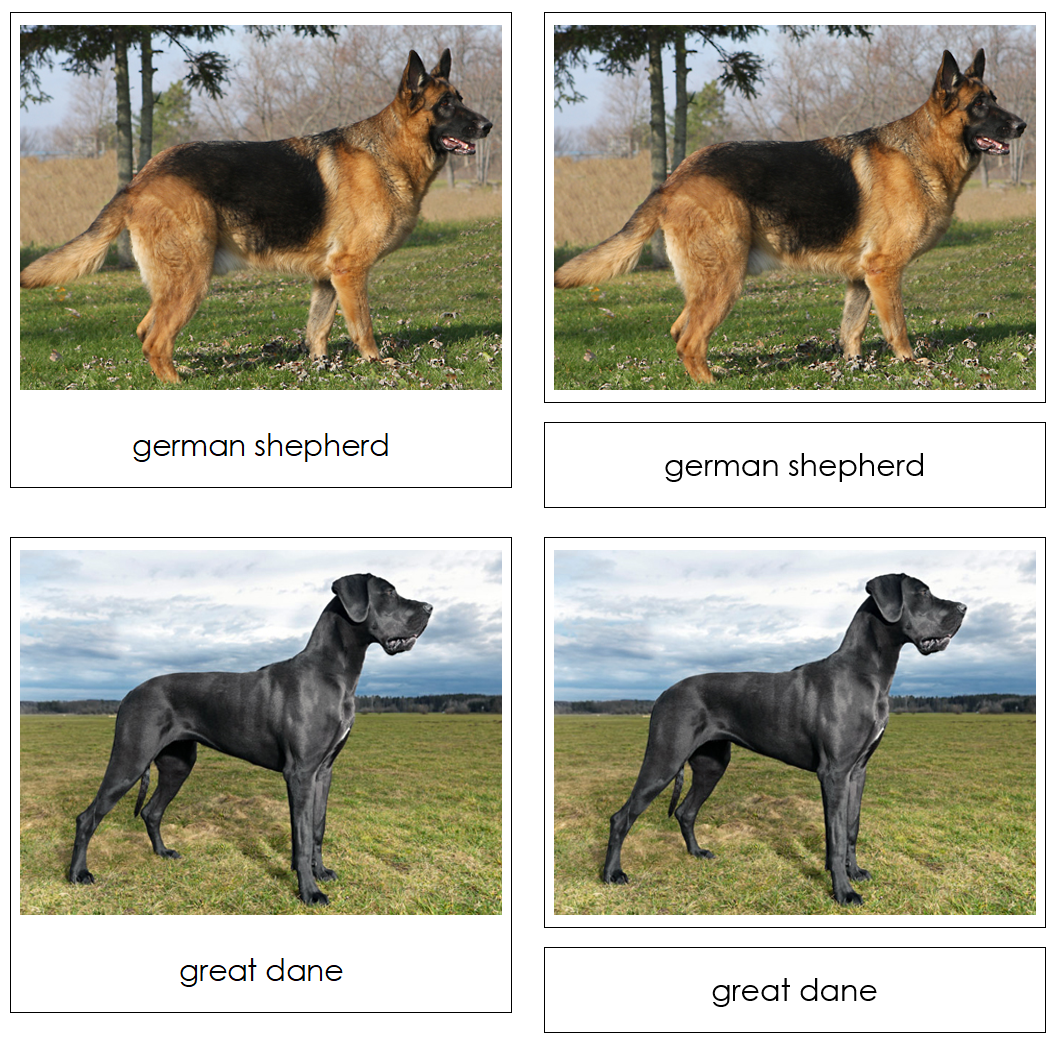 Dogs Safari Toob Cards - Montessori Print Shop Digital Download