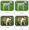 Dogs Safari Toob Cards - Montessori Print Shop