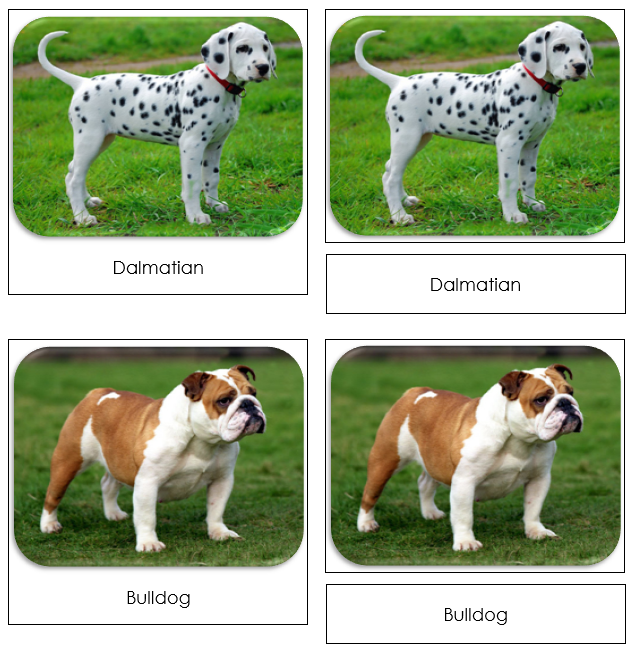 Dogs Safari Toob Cards - Montessori Print Shop