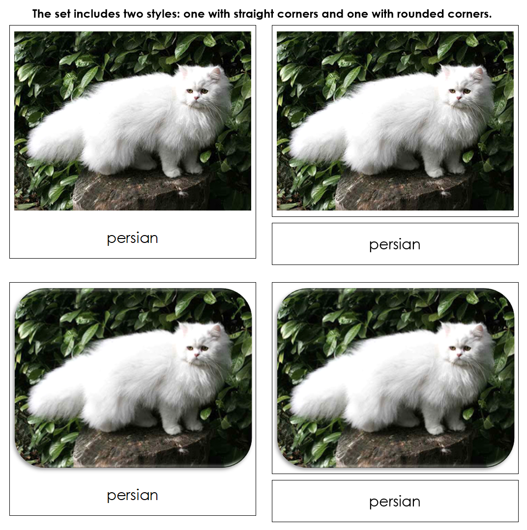 Domestic Cats - Safari Toob Cards - Montessori Print Shop Digital Download