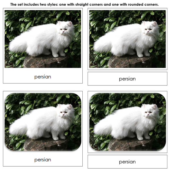 Domestic Cats - Safari Toob Cards - Montessori Print Shop Digital Download