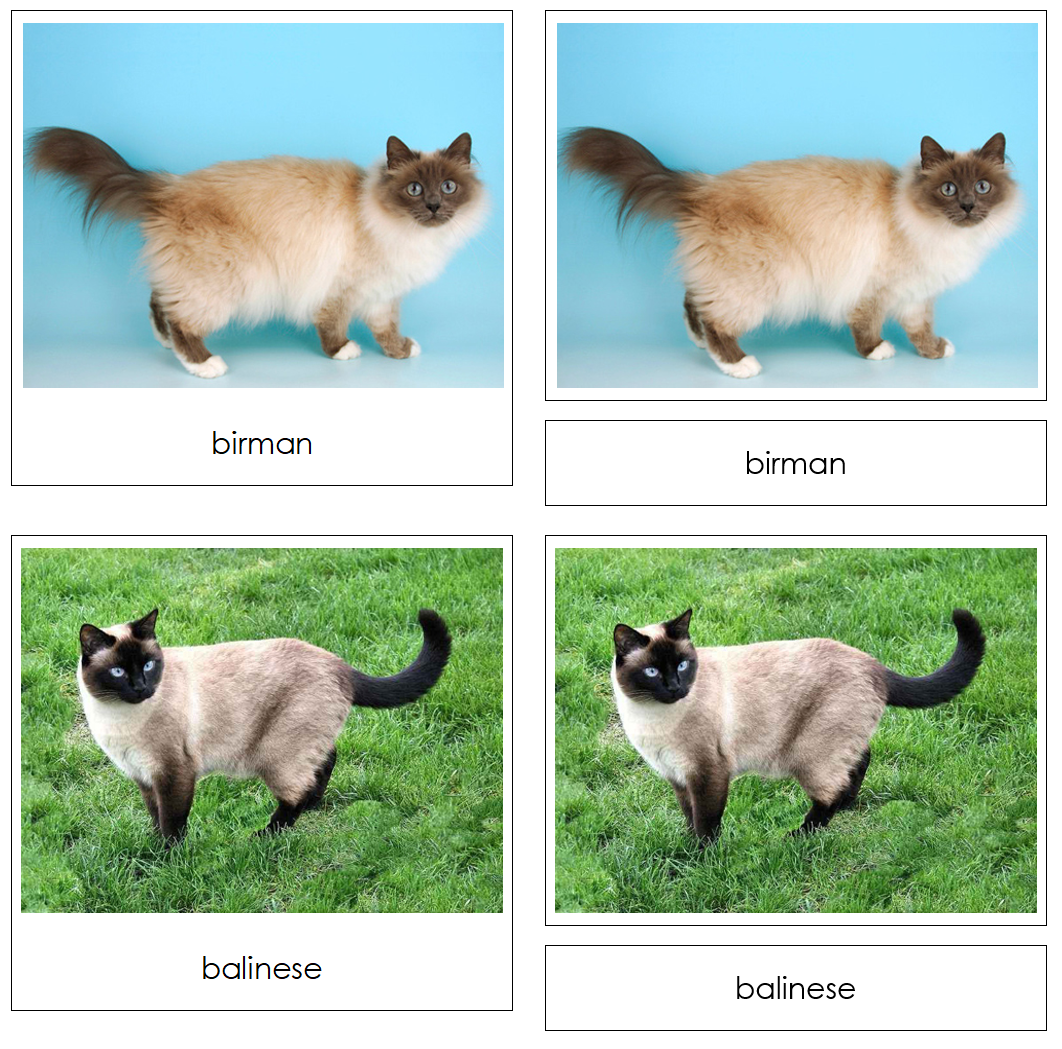 Domestic Cats - Safari Toob Cards - Montessori Print Shop Digital Download