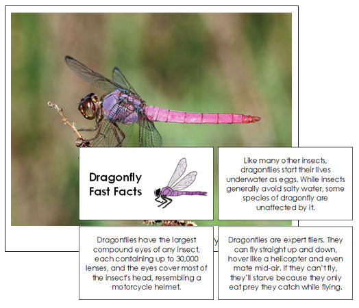 Dragonfly Fast Facts & Pictures - Montessori Print Shop