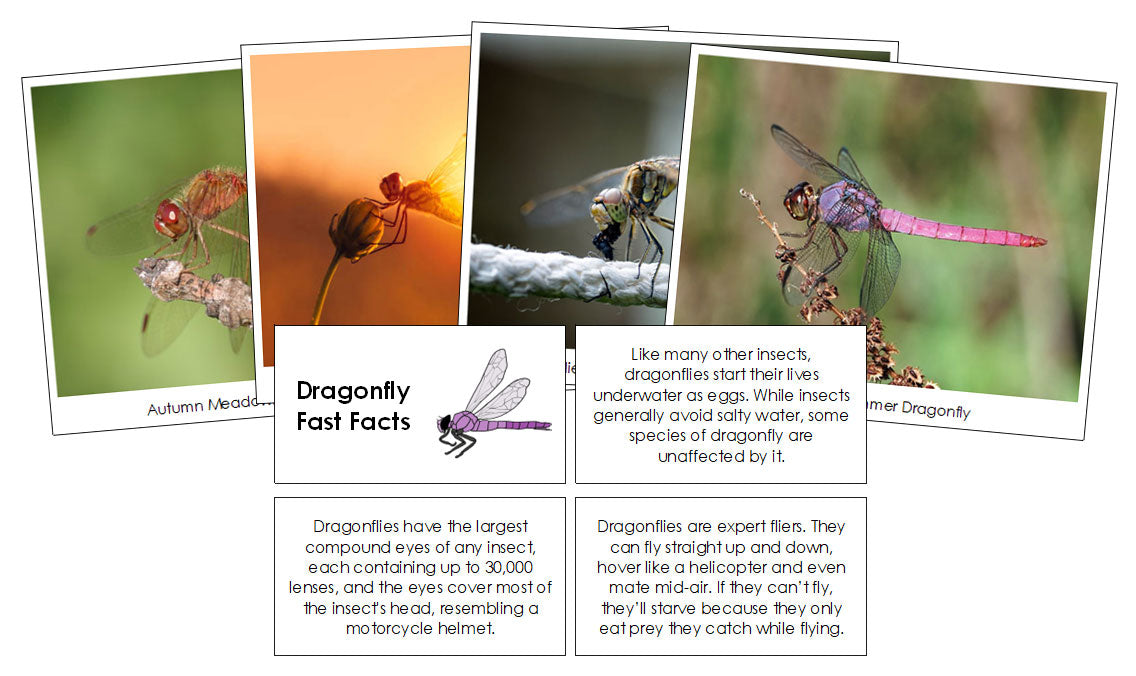 Dragonfly Fast Facts & Pictures - Montessori Print Shop