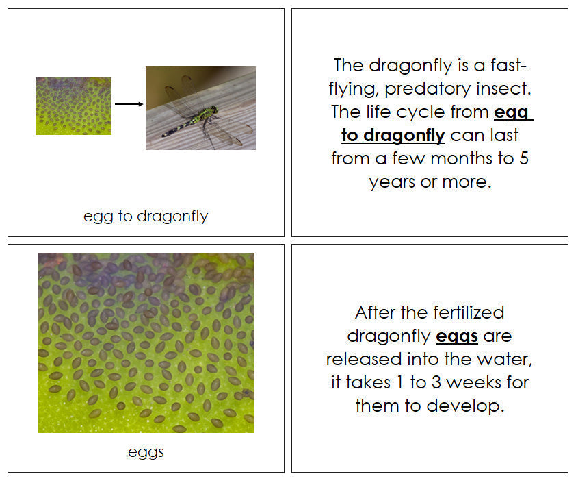 Dragonfly Life Cycle Book - Montessori Print Shop Digital Download