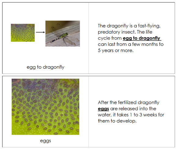 Dragonfly Life Cycle Book - Montessori Print Shop Digital Download