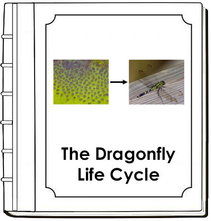 Dragonfly Life Cycle Book - Montessori Print Shop Digital Download