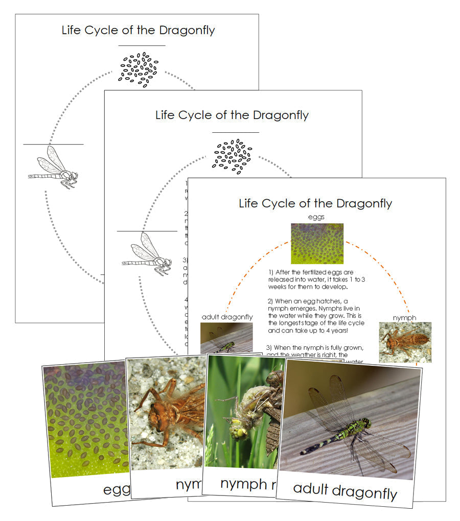 Dragonfly Life Cycle Nomenclature Cards & Charts - Montessori Print Shop Digital Download