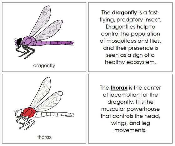 Dragonfly Nomenclature Book (red) - Montessori Print Shop