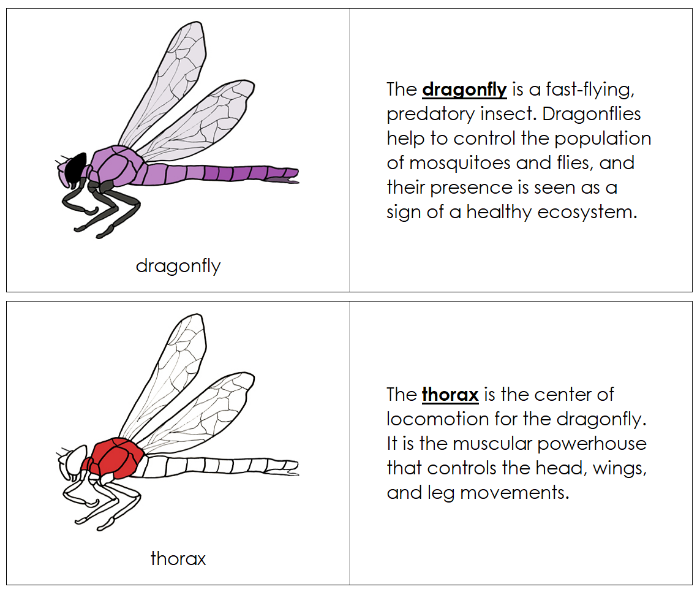 Dragonfly Nomenclature Book (red) - Montessori Print Shop Digital Down