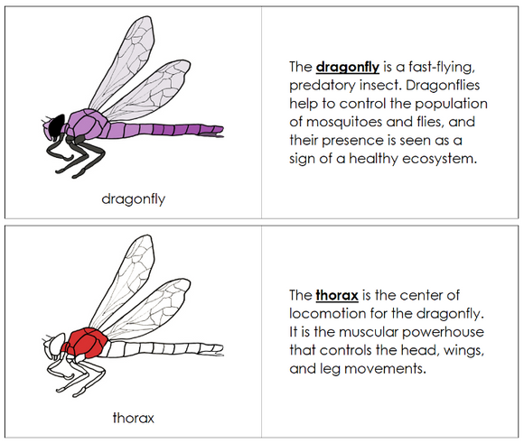 Dragonfly Nomenclature Book (red) - Montessori Print Shop Digital Down