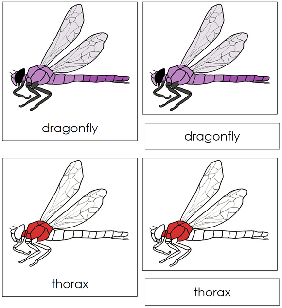 Dragonfly Nomenclature Cards (red) - Montessori Print Shop