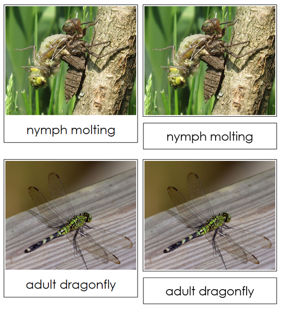 Dragonfly Life Cycle Nomenclature Cards & Charts - Montessori Print Shop Digital Download