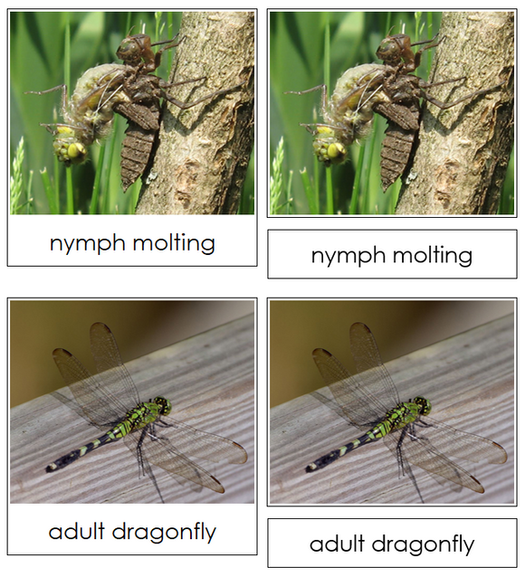 Dragonfly Life Cycle Nomenclature Cards & Charts - Montessori Print Shop