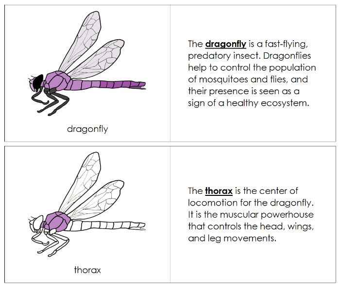 Parts of a Dragonfly Nomenclature Book - Montessori Print Shop Digital Download