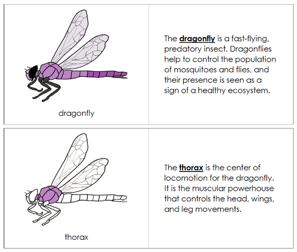 Parts of a Dragonfly Nomenclature Book - Montessori Print Shop Digital Download