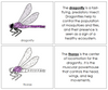 Parts of a Dragonfly Nomenclature Book - Montessori Print Shop