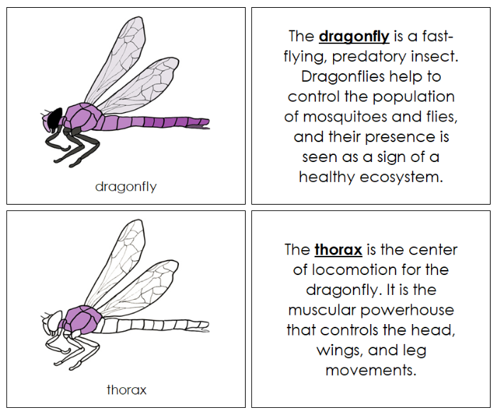 Parts of a Dragonfly Nomenclature Book - Montessori Print Shop Digital Download