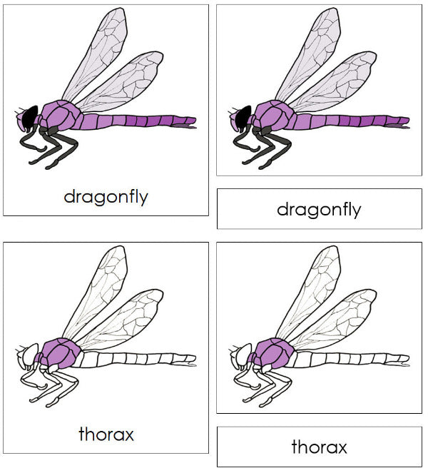 Parts of a Dragonfly Nomenclature 3-Part Cards - Montessori Print Shop Digital Download
