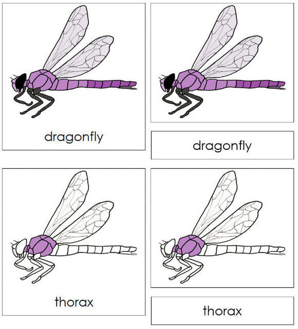 Parts of a Dragonfly 3-Part Nomenclature Cards - Montessori Print Shop Digital Download