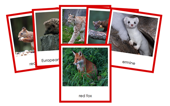 Animals of Europe 3-Part Cards (color-coded) - Montessori Print Shop Digital Download