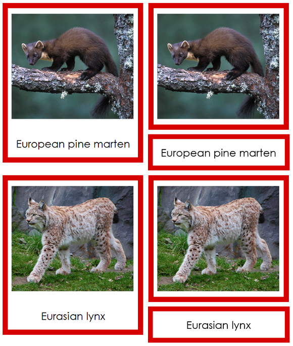 Animals of Europe 3-Part Cards (color-coded) - Montessori Print Shop Digital Download